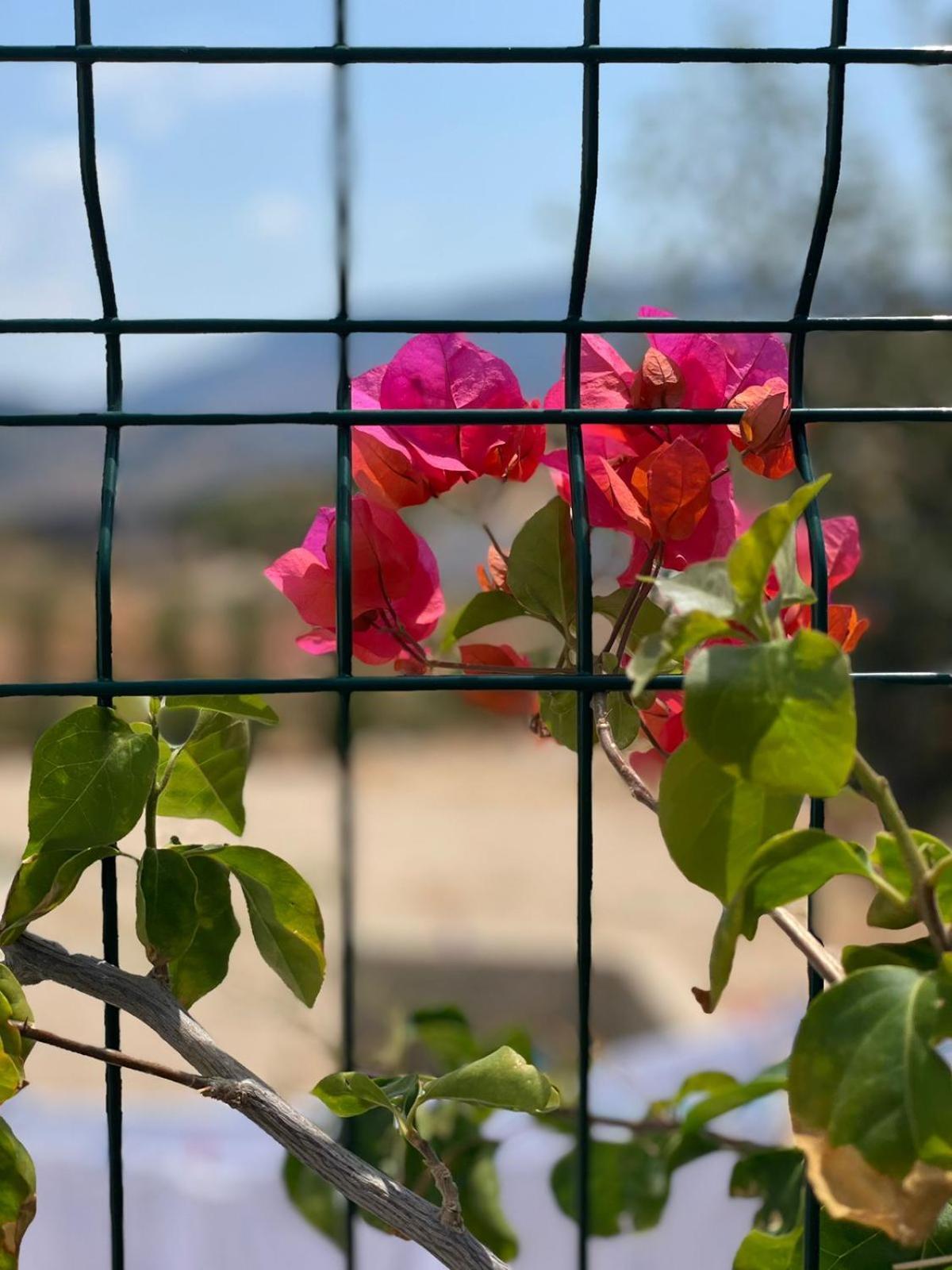 Lake View Rooms קסאמיל מראה חיצוני תמונה